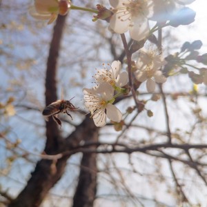 Bee & cherry blossom